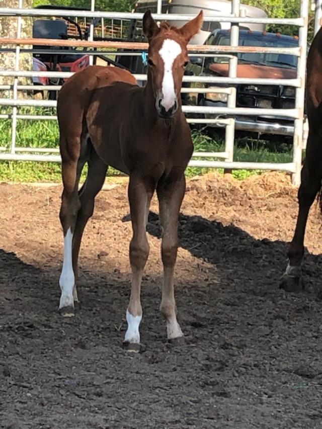 Kelley Quarter Horses home of Flit to Kill AQHA Superior Barrel Horse