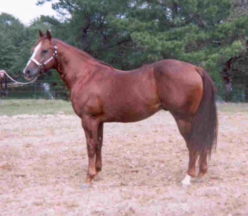 Kelley Quarter Horses home of Flit to Kill AQHA Superior Barrel Horse