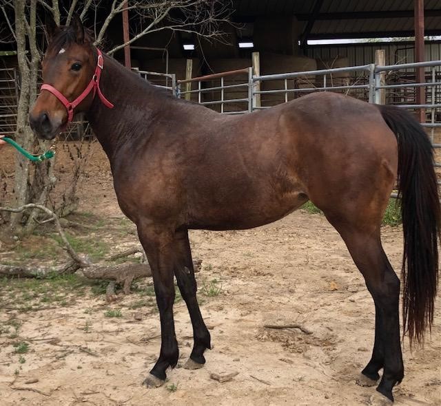 Kelley Quarter Horses home of Flit to Kill AQHA Superior Barrel Horse