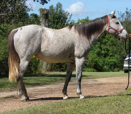 The little fighter quarter horse for sale