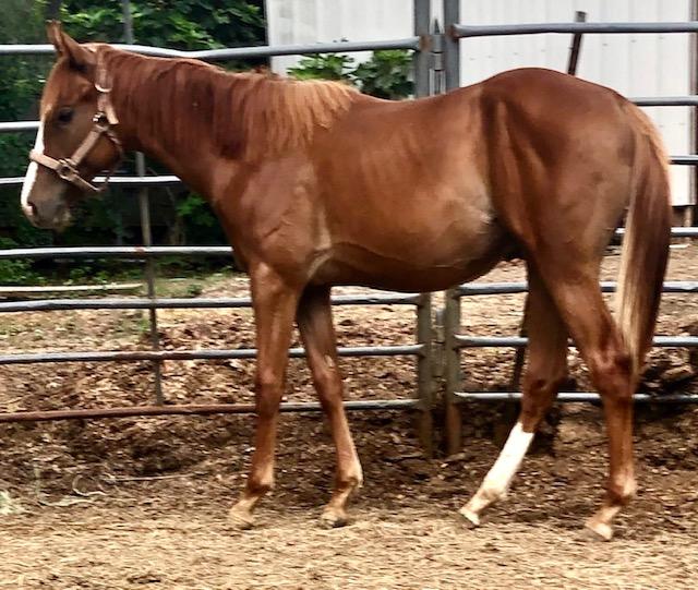 Kelley Quarter Horses home of Flit to Kill AQHA Superior Barrel Horse