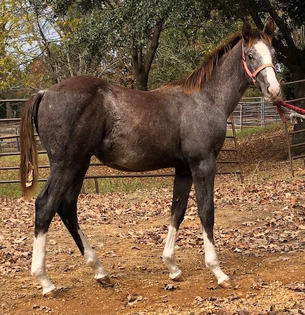 Kelley Quarter Horses home of Flit to Kill AQHA Superior Barrel Horse