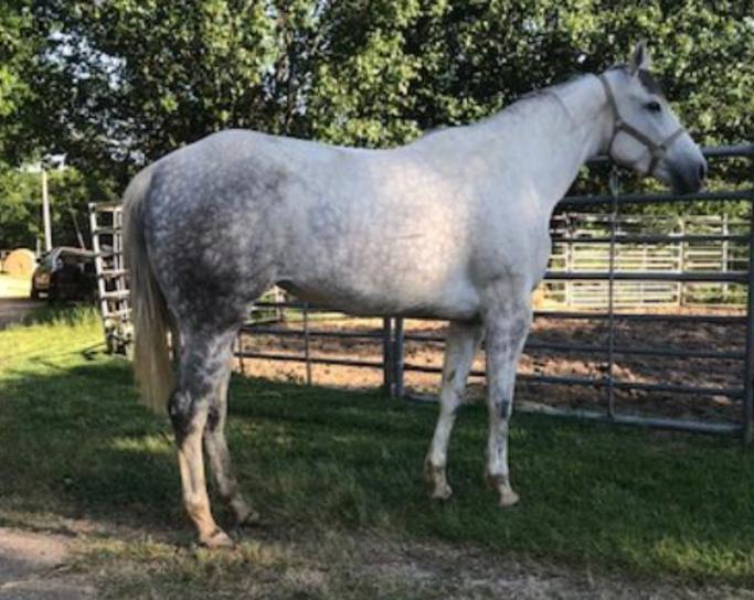 Kelley Quarter Horses home of Flit to Kill AQHA Superior Barrel Horse