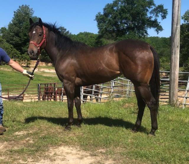 Kelley Quarter Horses home of Flit to Kill AQHA Superior Barrel Horse