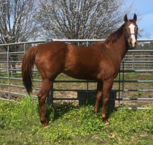 Kelley Quarter Horses home of Flit to Kill AQHA Superior Barrel Horse