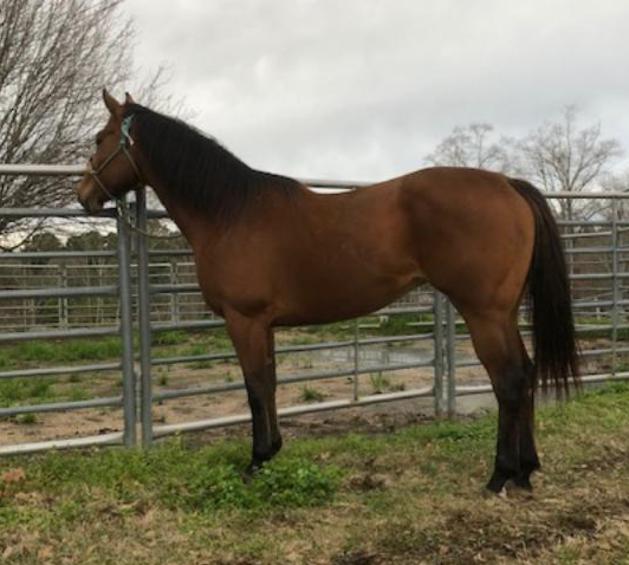 Kelley Quarter Horses home of Flit to Kill AQHA Superior Barrel Horse