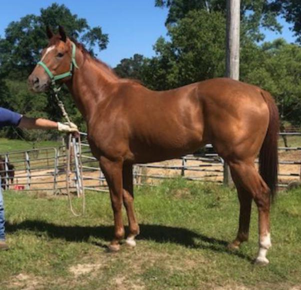Kelley Quarter Horses home of Flit to Kill AQHA Superior Barrel Horse