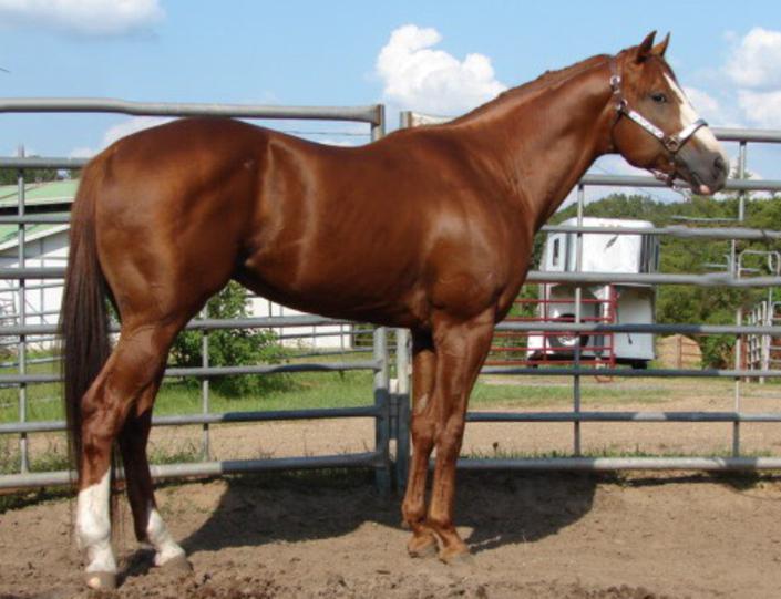 Kelley Quarter Horses home of Flit to Kill AQHA Superior Barrel Horse