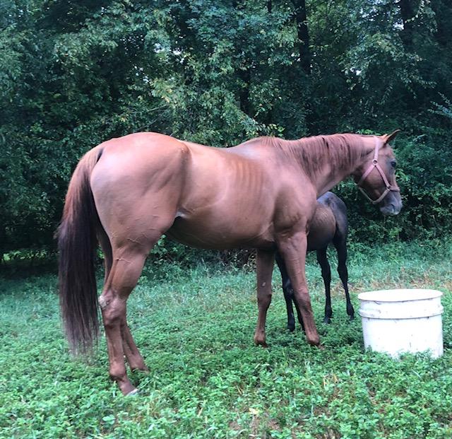 Kelley Quarter Horses home of Flit to Kill AQHA Superior Barrel Horse