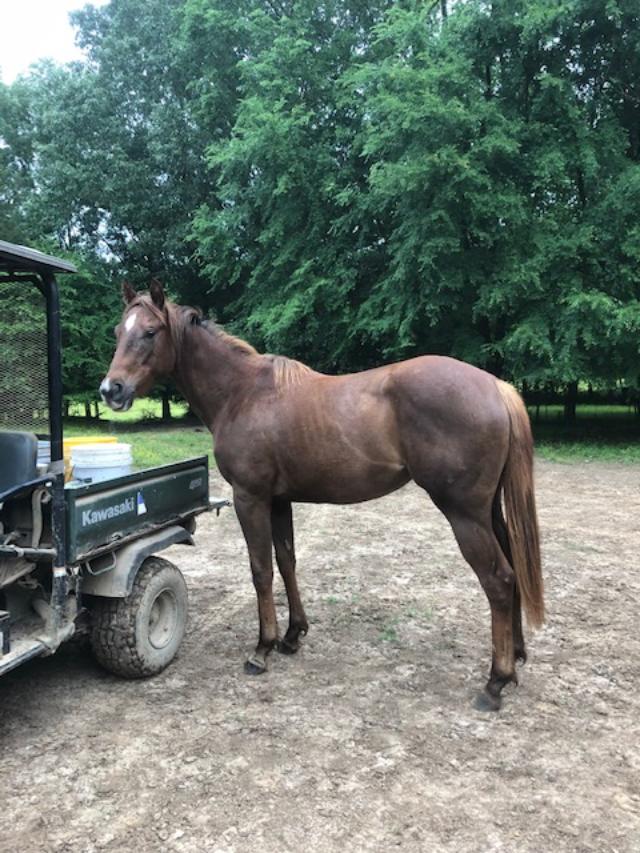 Kelley Quarter Horses home of Flit to Kill AQHA Superior Barrel Horse